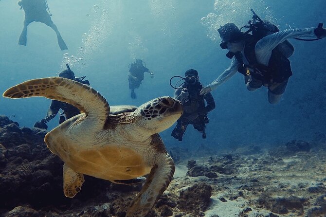 Private First-Time Dive on Aruba’s Reef and Wreck Site - Reef and Shipwreck: What the Main Underwater Portion Looks Like