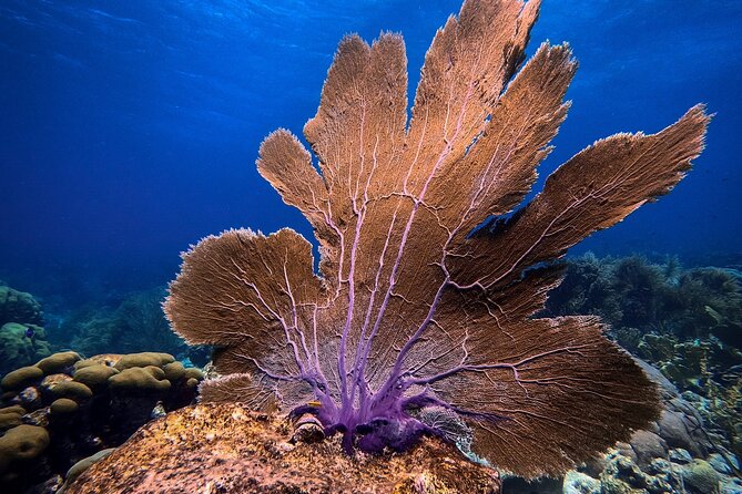 Private First-Time Dive on Aruba’s Reef and Wreck Site - Pickup, Meeting Point, and How to Plan a Stress-Free Day