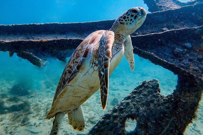 Private First-Time Dive on Aruba’s Reef and Wreck Site - Equipment, Fins, and the Blister Question
