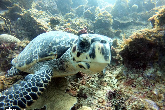 Private Full Day Guided Snorkeling or Diving Charter in St Thomas - Little Buck Island and Shipwreck Cove: wreck scenery plus reef life