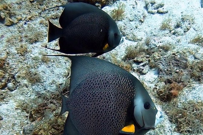 Private Full Day Guided Snorkeling or Diving Charter in St Thomas - Little St. James ledges: protected marine waters and corals