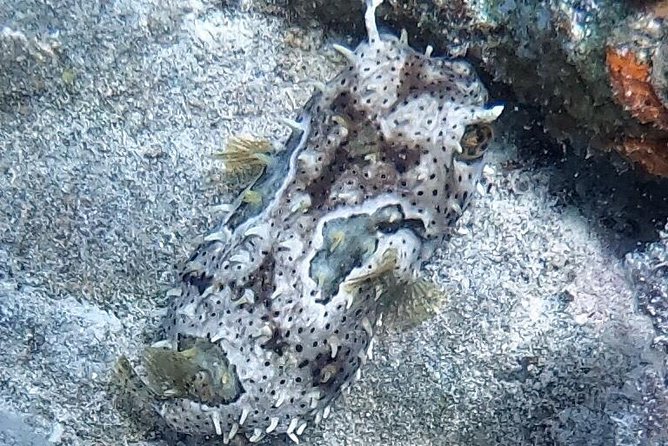 Private Full Day Guided Snorkeling or Diving Charter in St Thomas - Christmas Cove at Greater St. James: relax, then snorkel again