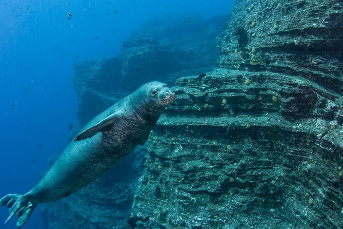 Private Niihau Scuba Charter with 2 or 3 Tank Dive Option - Key highlights you’ll care about