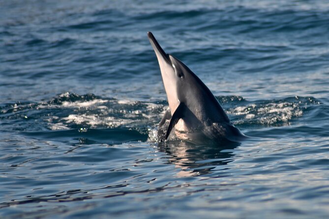 Private Niihau Scuba Charter with 2 or 3 Tank Dive Option - 2 or 3 tank session options at Ni‘ihau: how the day is paced