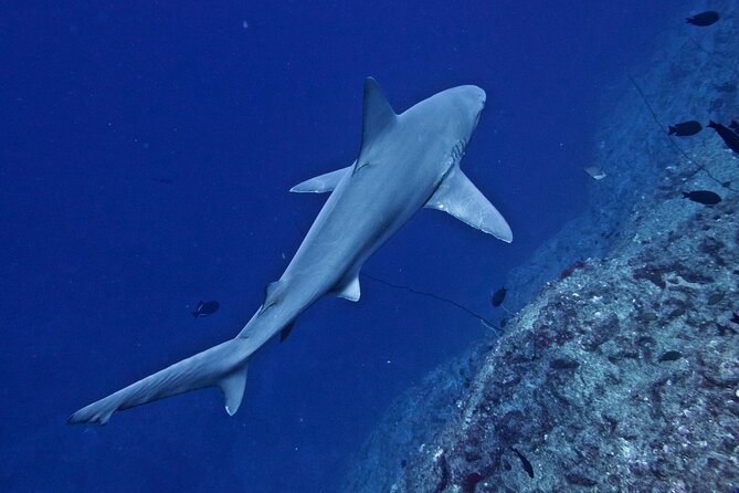 Private Niihau Scuba Charter with 2 or 3 Tank Dive Option - Lehua crater lunch stop: an extinct-volcano break that adds meaning