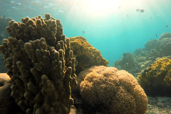 Private Scuba Diving Adventure in the Red Sea of Aqaba - Cider Pride Shipwreck and Reef Time: What You Can Expect to See