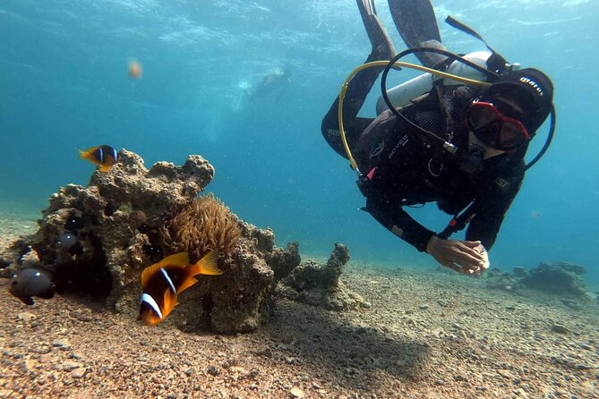 Private Scuba Diving Adventure in the Red Sea of Aqaba - Logistics That Stay Simple: Meeting Point and Timing