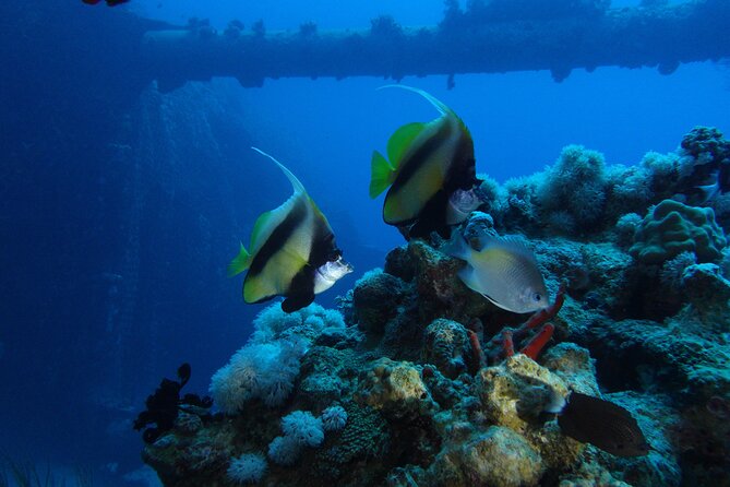 Private Scuba Diving Adventure in the Red Sea of Aqaba - Who This Scuba Experience Is Best For