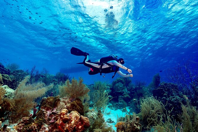 Private Scuba Diving Charter in Bonaire Marine Park - Lunch, Snacks, and Homemade Juices Between Sessions