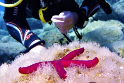 Private Scuba Diving Experience in Mandraki - What the 2.5 Hours Usually Feel Like (Private + Instructor Side-by-Side)
