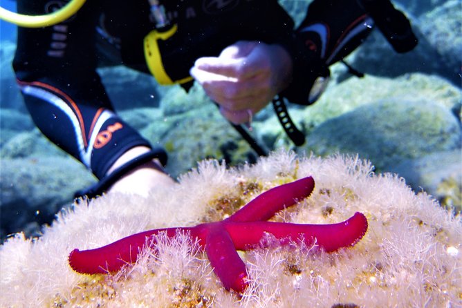 Private Scuba Diving Experience in Mandraki - What the 2.5 Hours Usually Feel Like (Private + Instructor Side-by-Side)