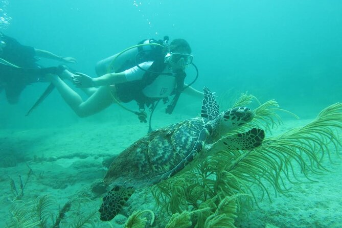 Private Scuba Diving Expert-Led Excursion Training with Tour - A private lesson in West Palm Beach, guided by Laura Parke
