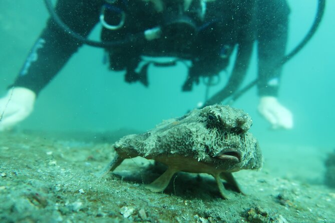 Private Scuba Diving Expert-Led Excursion Training with Tour - Price and value: is $249.99 a good deal for private training?