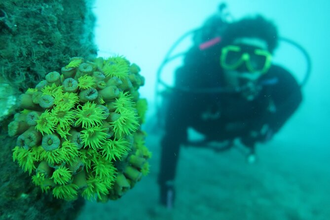 Private Scuba Diving Expert-Led Excursion Training with Tour - Who this scuba training session is best for