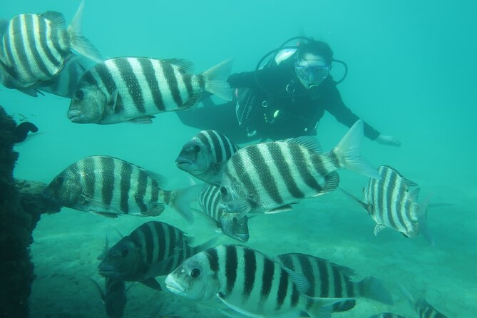 Private Scuba Diving Expert-Led Excursion Training with Tour - Phil Foster Park: your underwater classroom and animal-spotting plan