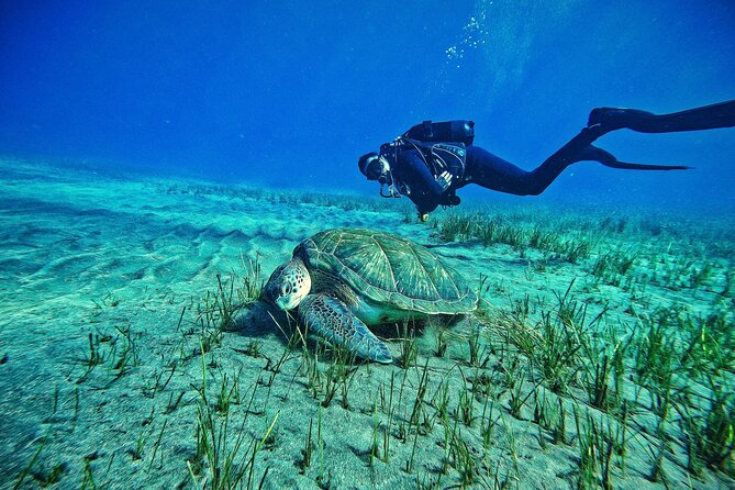 Private Scuba Diving in Tenerife – Certified Instructor & Photos - Key highlights to know before you go