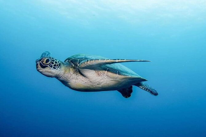 Private Scuba Diving in Tenerife – Certified Instructor & Photos - Equipment, Insurance Extras, and the No-Fly Rule