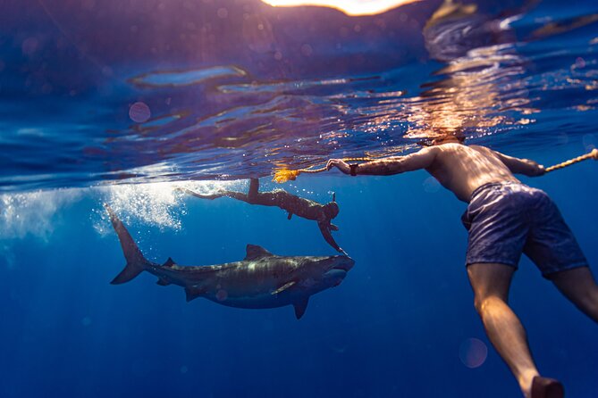 Private Shark Dive, Oahu, Hawaii (6 Guest) - A private shark encounter in Oahu: why the format matters