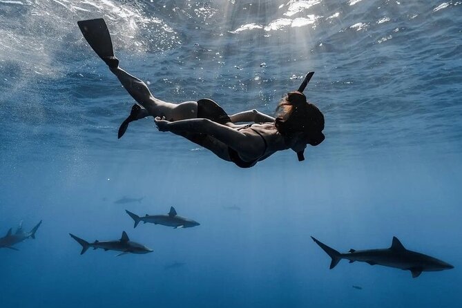 Private Shark Dive, Oahu, Hawaii (6 Guest) - Guaranteed sharks and the “Tiger Shark Rock” moment