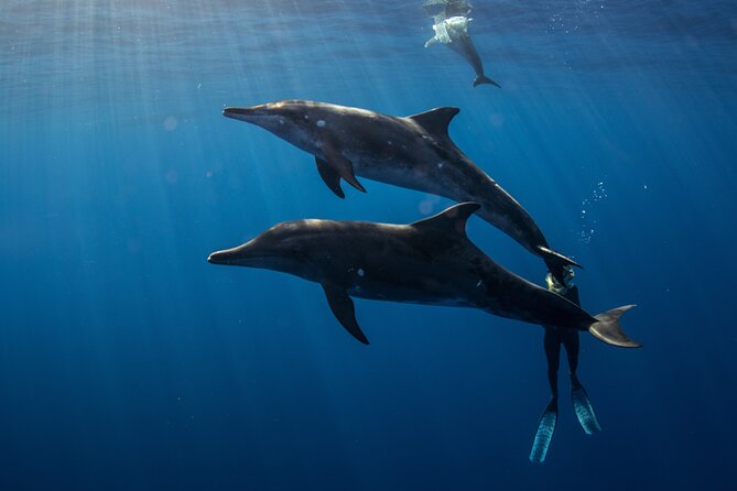 Private Shark Dive, Oahu, Hawaii (6 Guest) - Snorkel or breath-hold style: picking the comfort level