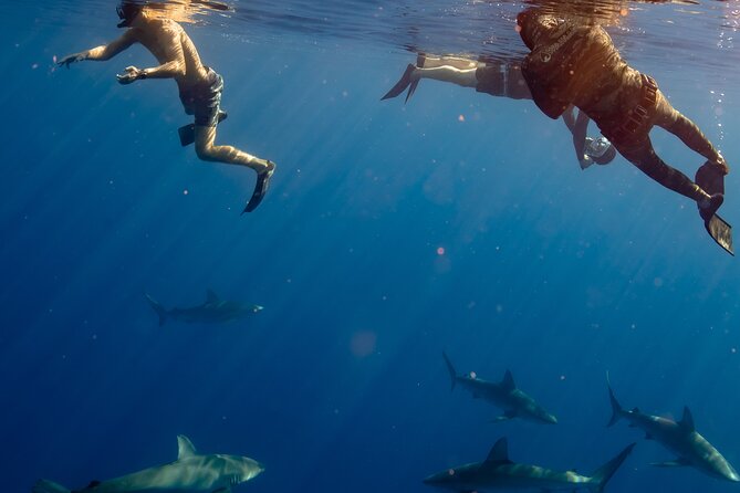 Private Shark Dive, Oahu, Hawaii (6 Guest) - Wildlife odds: dolphins, whales, and sport fish as add-ons
