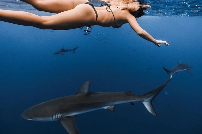 Private Shark Dive, Oahu, Hawaii (6 Guest) - Hale Koa Luau area stop: how it can fit your day