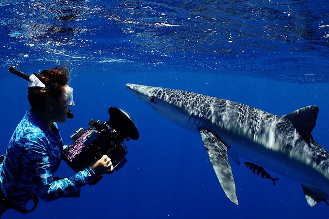 Private Shark Dive, Oahu, Hawaii (6 Guest) - Price and value: what $753.99 per group really buys