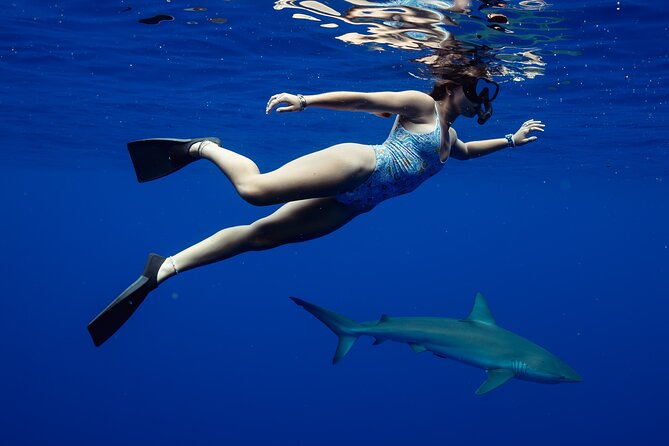Private Shark Dive, Oahu, Hawaii (6 Guest) - The water plan: what you can expect once you’re out