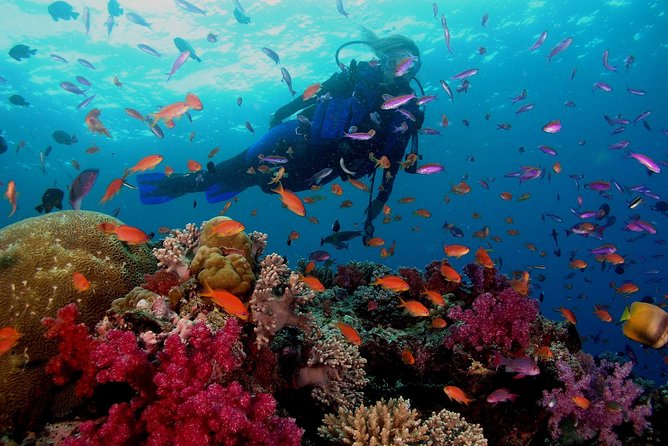 Professional 2 Stops Scuba Diving Full Day Boat Trip - Hurghada - First Underwater Stop: What You’re Actually Paying For