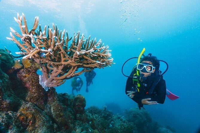 Professional Diver Two Stops Dives & Lunch, transfer–Hurghada - 8:00am pickup to marina: the part that makes or breaks your day