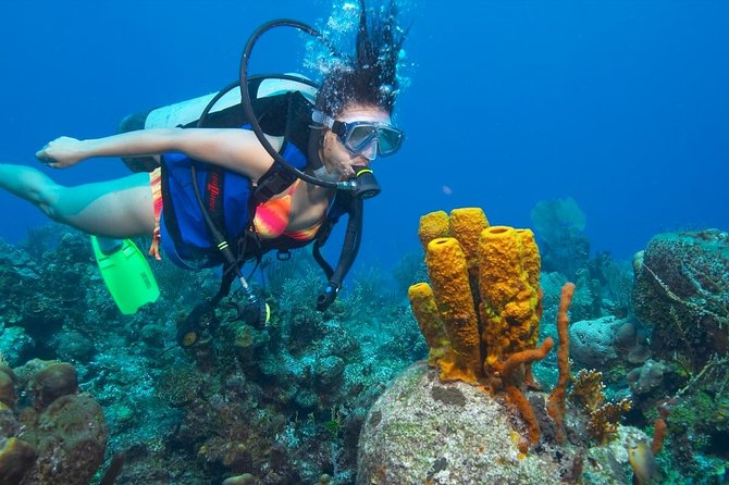 Professional Scuba Diving Boat Trip With Lunch and Transfer – Hurghada - What if you’re not certified, or you’re traveling as a mixed group?