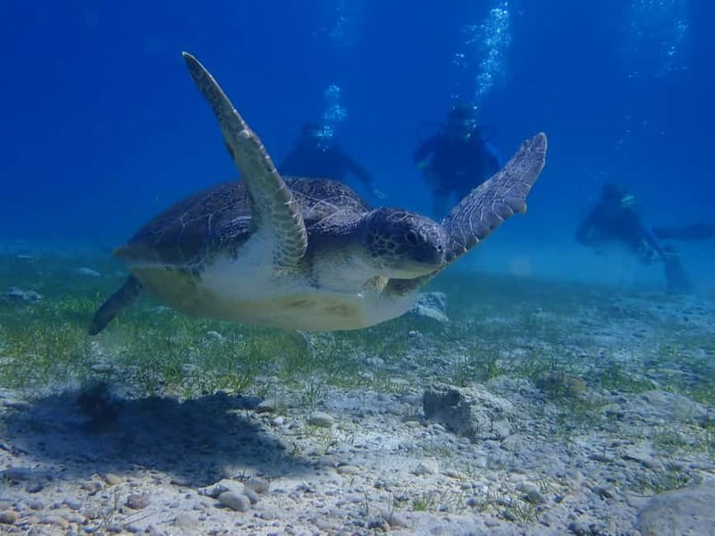 Protaras: Cape Grecko Single Dive for Qualified Divers - Small group guidance (4 max) and English or German instruction