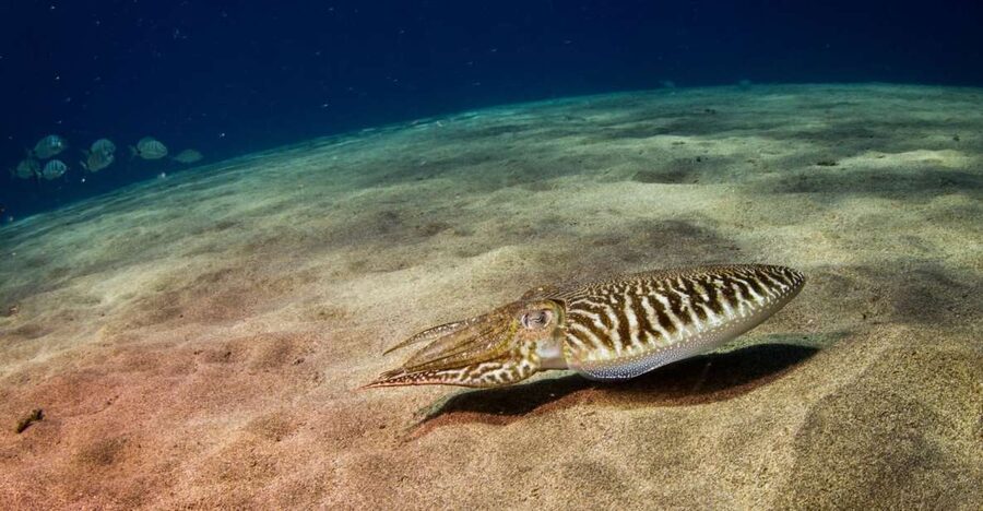 Puerto del Carmen: 2 Guided Scuba Dives (certified only) - Atlantis Diving Lanzarote: meeting point that keeps your morning simple