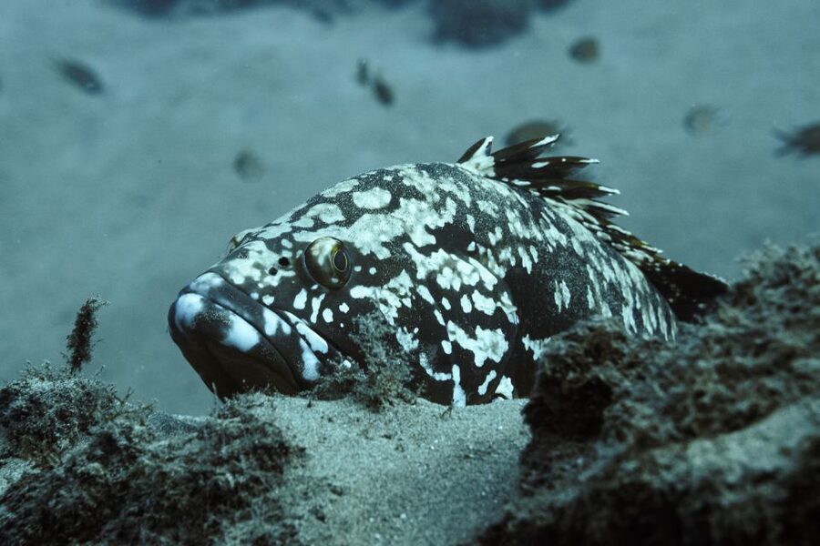 Puerto del Carmen: 2 Guided Scuba Dives (certified only) - Price and value: is $118 a fair deal?