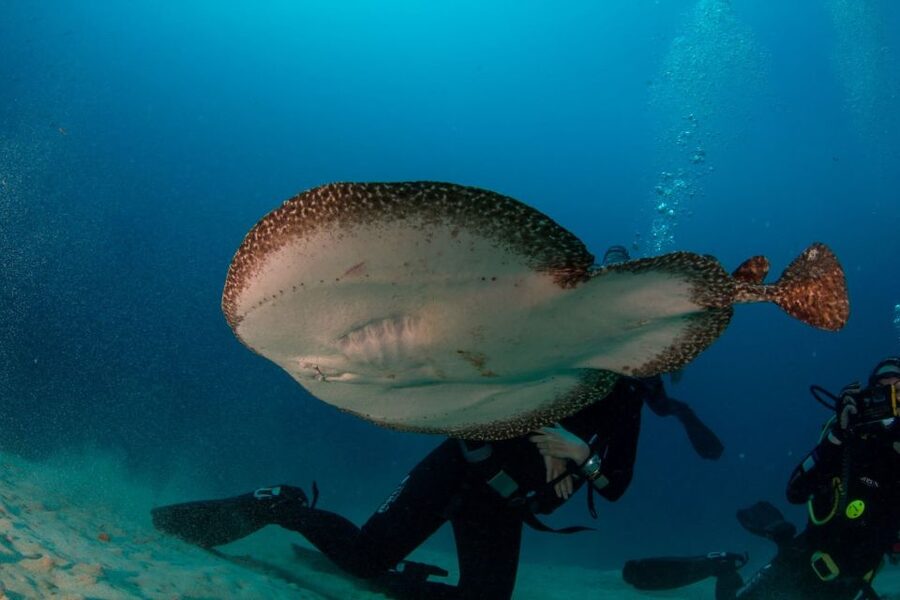 Puerto del Carmen: Guided Scuba Dive (certified only) - The speedboat ride: why it’s part of the value, not just transport