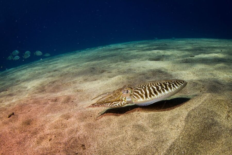 Puerto del Carmen: Guided Scuba Dive (certified only) - What the guided underwater session is like for certified participants