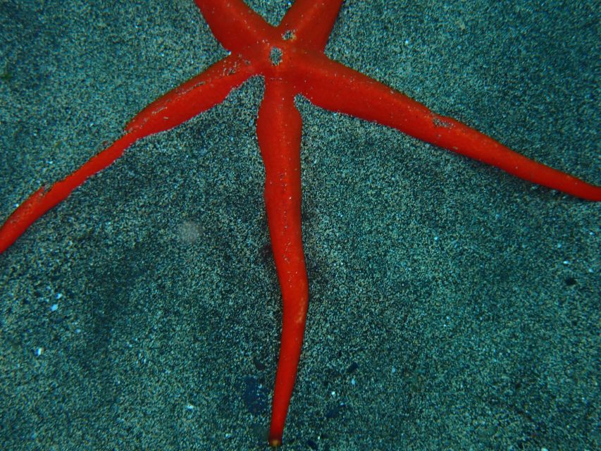 Puerto del Carmen: Snorkeling Trip with Dive Instructor - Practical Tips So You Don’t Waste Any of Your Hour