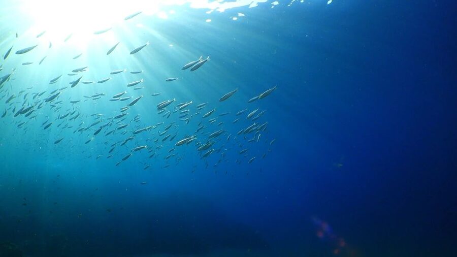 Puerto del Carmen: Snorkeling Trip with Dive Instructor - Playa Chica, Puerto del Carmen: Where Your Snorkel Starts
