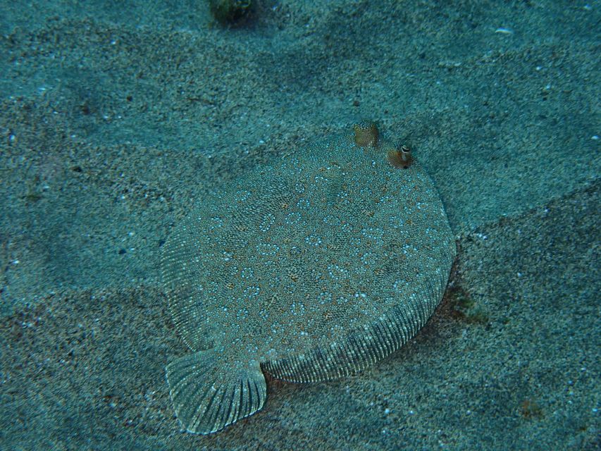 Puerto del Carmen: Snorkeling Trip with Dive Instructor - Shore Snorkeling With a Guide: What the Water Time Really Looks Like