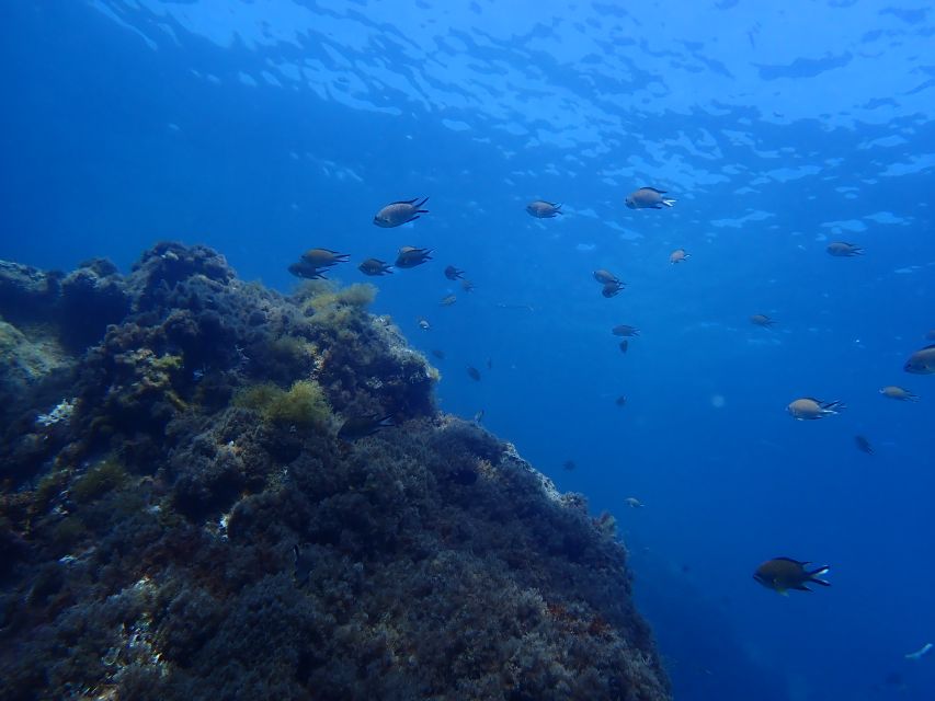 Puerto del Carmen: Snorkeling Trip with Dive Instructor - What You’ll See in Lanzarote’s Waters (and How to Make It Better)