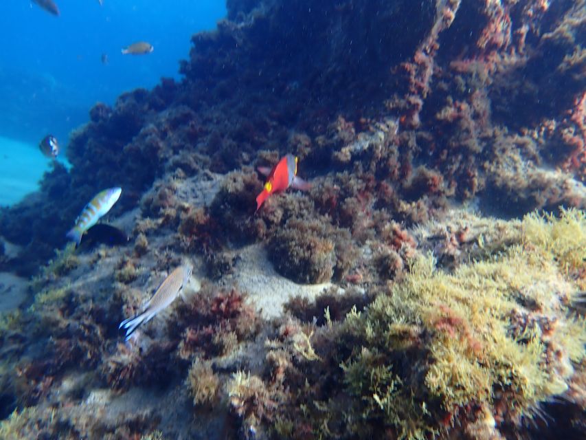 Puerto del Carmen: Snorkeling Trip with Dive Instructor - Safety, Group Control, and Why the Instructor Experience Matters
