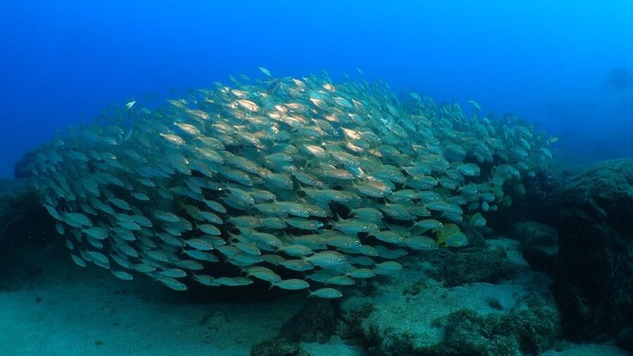 Puerto del Carmen: Snorkeling Trip with Dive Instructor - Price and Value: Is $65 Worth It?