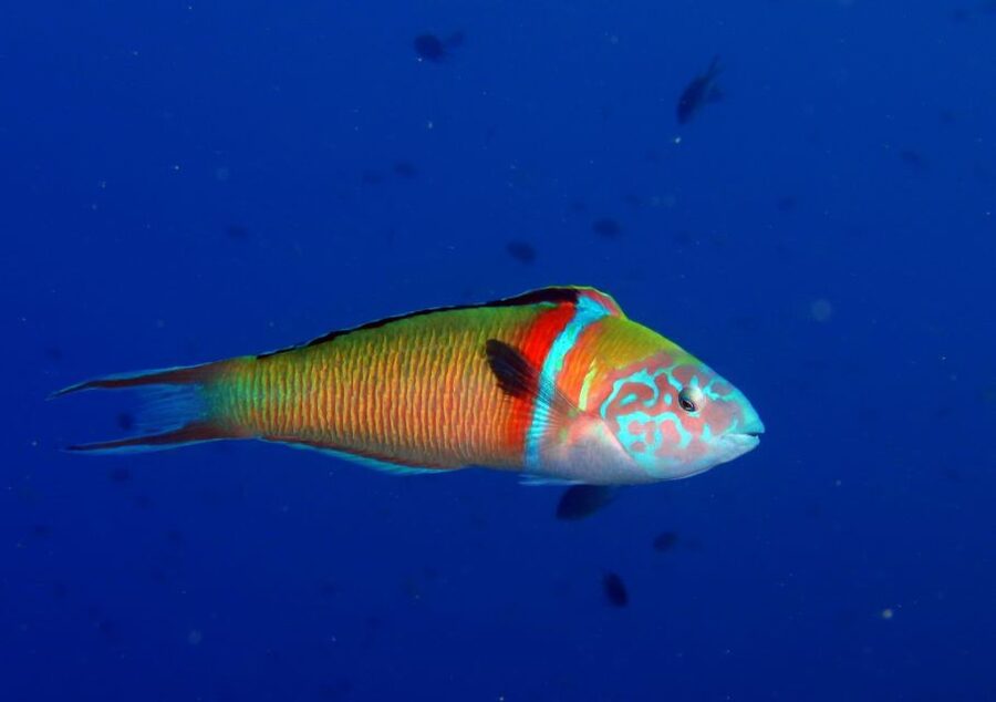 Puerto del Carmen: Try Scuba Diving for Beginners - What to bring (and what to do) so you can enjoy the moment