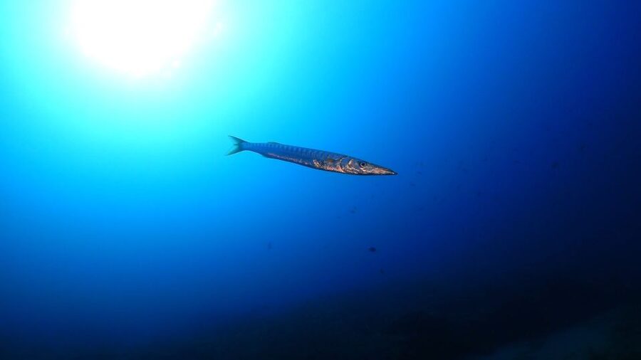Puerto del Carmen: Try Scuba Diving from the beach - Open-Water Reef Time up to 12m in the Atlantic