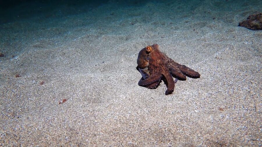 Puerto del Carmen: Try Scuba Diving from the beach - Marine Life at Playa Chica’s Little Aquarium