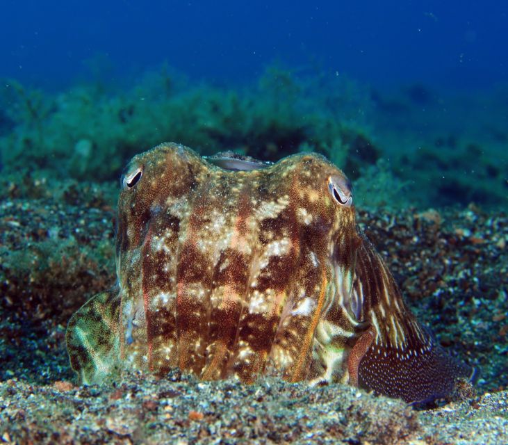 Puerto Del Carmen: Try Scuba Diving with 2 Dives and Photos - Should you book this Puerto del Carmen scuba trial?