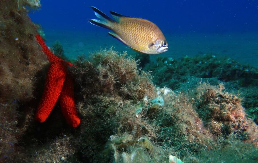 Puerto Del Carmen: Try Scuba Diving with 2 Dives and Photos - First descent to 6 metres: learning breathing and underwater communication