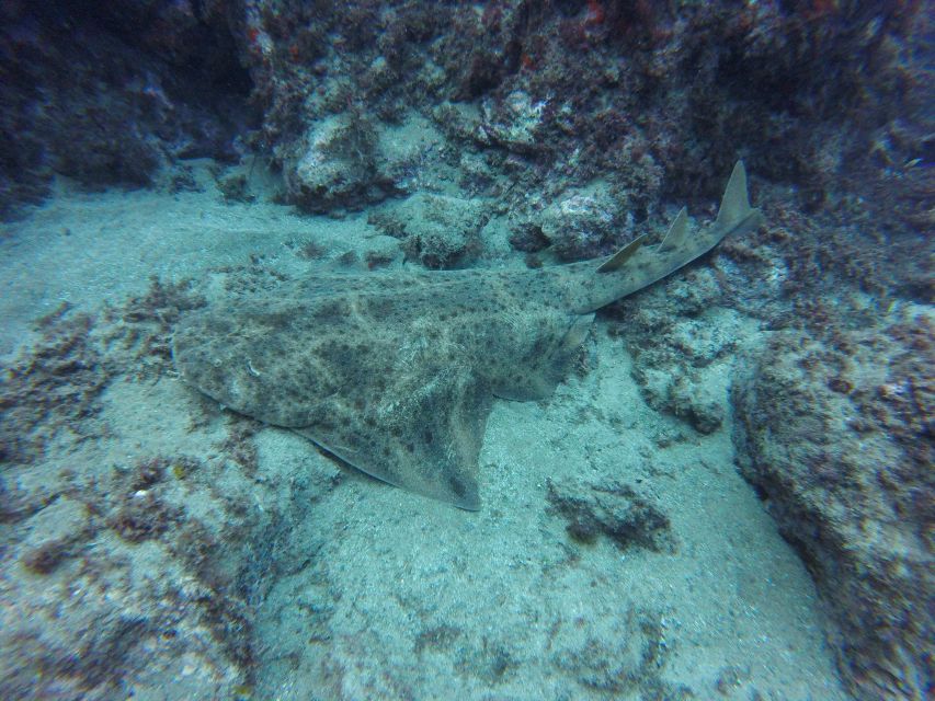 Puerto Del Carmen: Try Scuba Diving with 2 Dives and Photos - Who this is best for (and the limits you should respect)