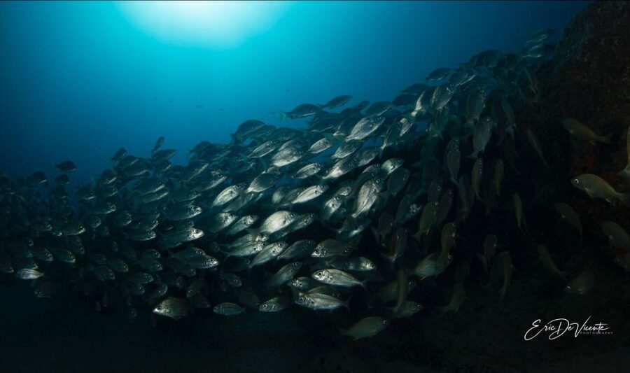 Puerto Del Carmen: Try Scuba Diving with 2 Dives and Photos - Finding the Atlantis team at Playa Chica (and what’s waiting for you)