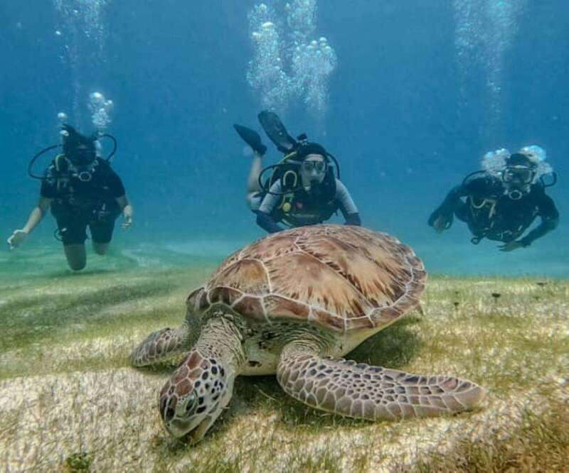 Puerto Morelos: Scuba Diving for Beginners - 2 Dives - From Pool Practice to Puerto Morelos Reef Spots